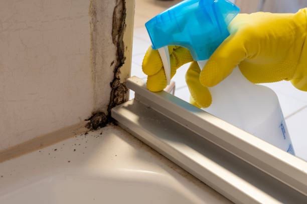 Crawl Space Mold Removal in Belleview, FL