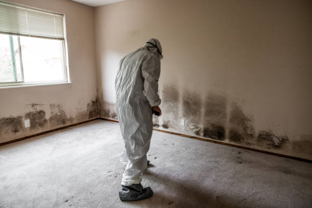 Best Mold Removal and Inspection  in Belleview, FL