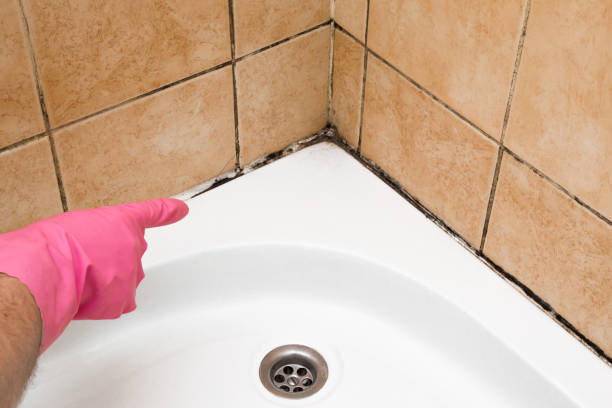 Certified Mold Removal in Belleview, FL